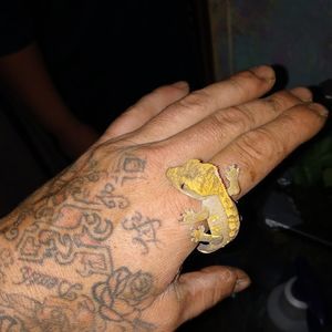 Meet your Posher, Robert